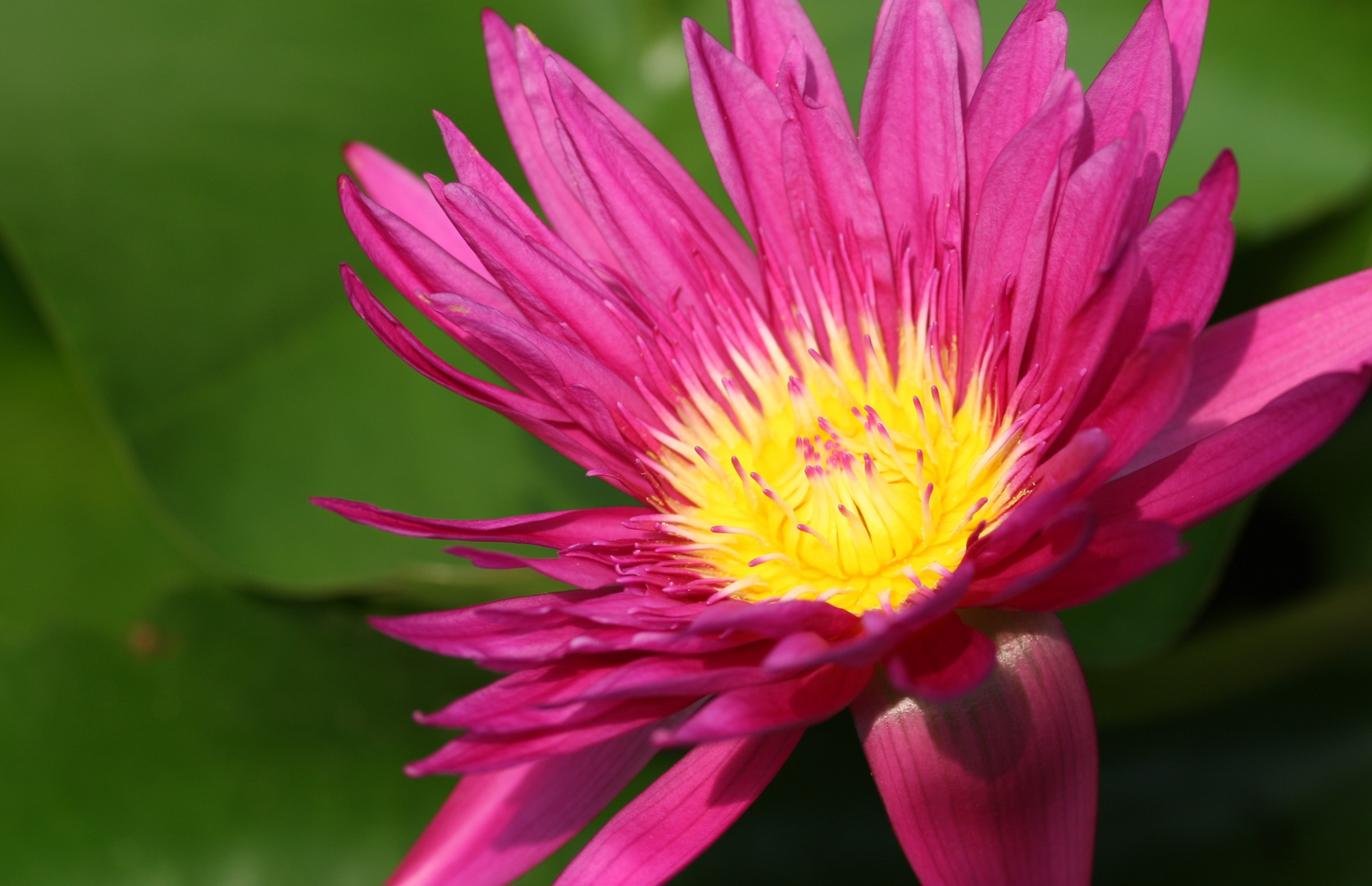Nymphaea 2 Foto & Bild natur, pflanzen, blüten Bilder auf