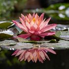 Nymphaea