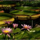 Nymphaea