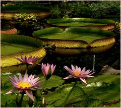 Nymphaea