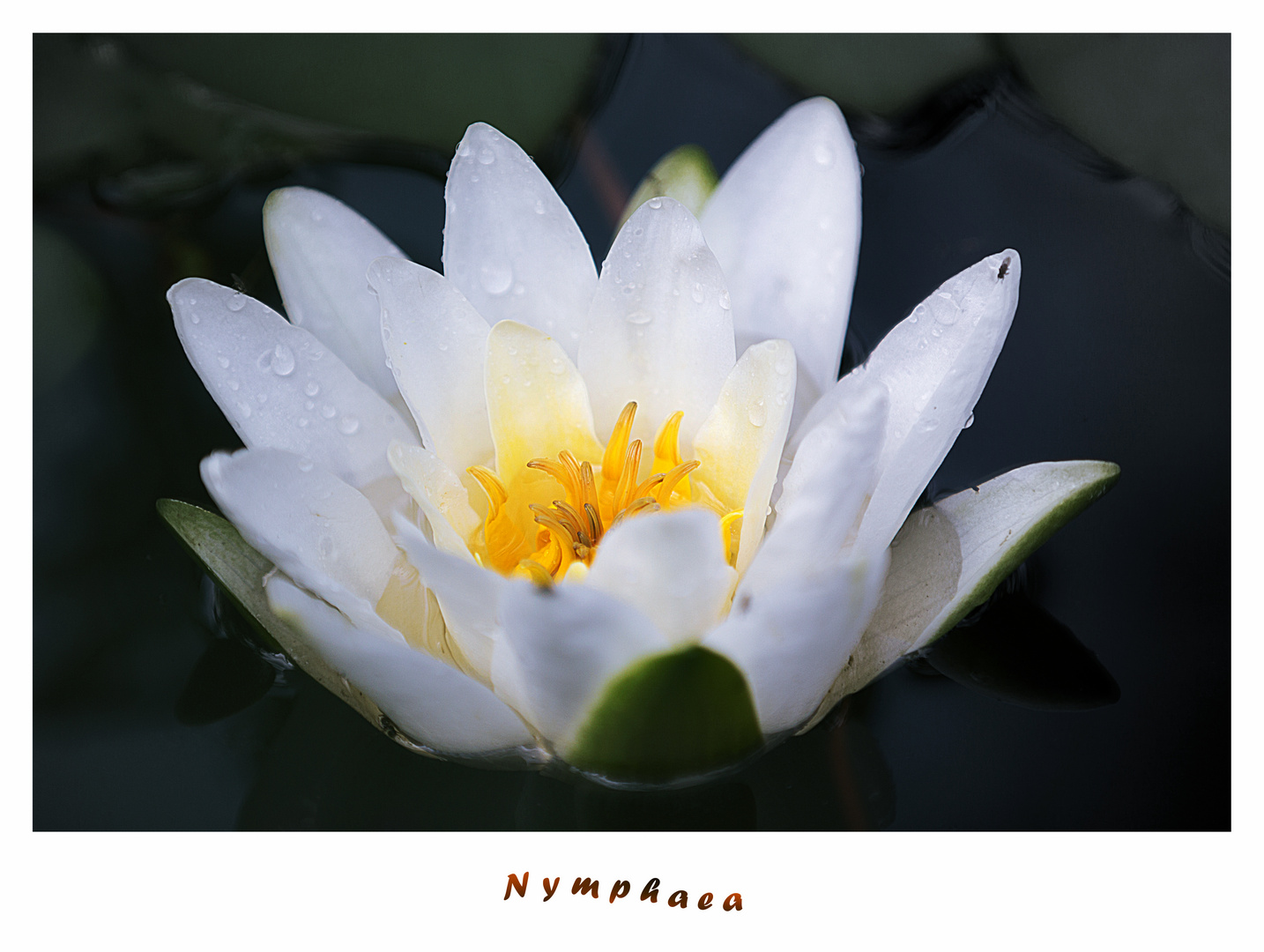 Nymphaea