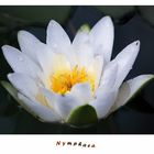 Nymphaea