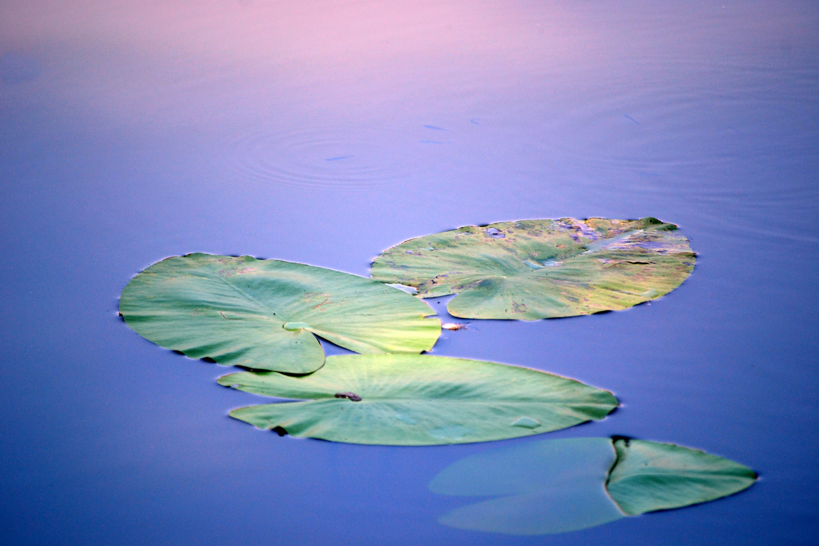 Nymphaea