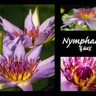 Nymphaea