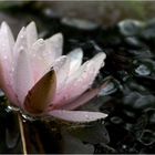 Nymphaea ...