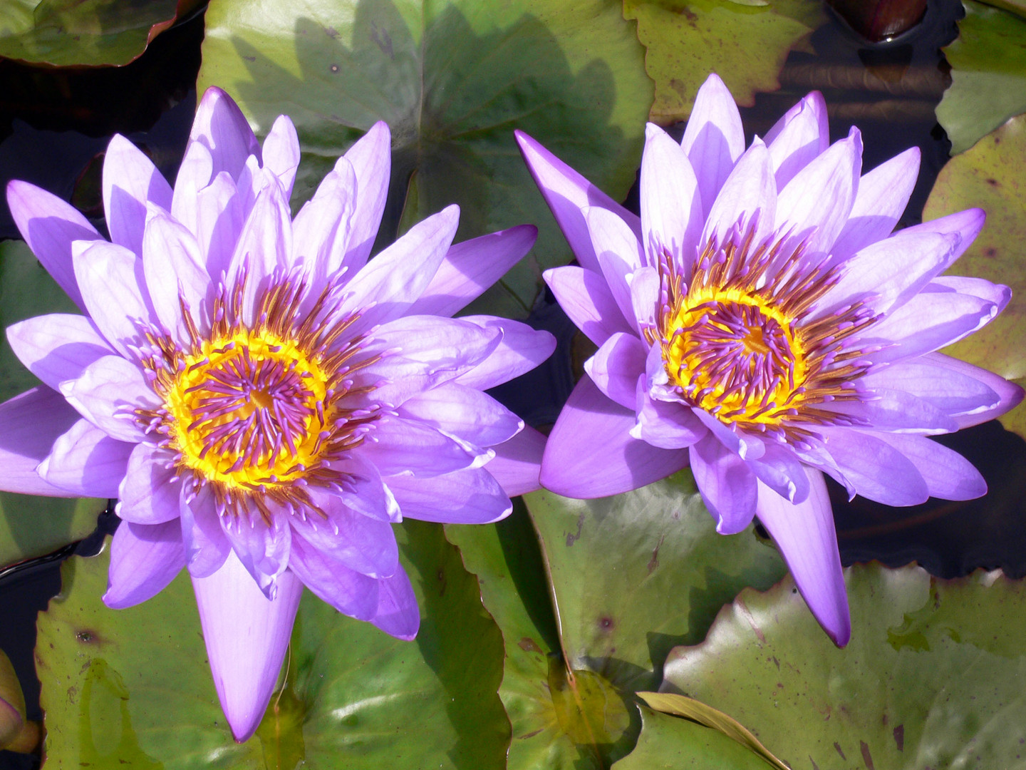 nymphaea