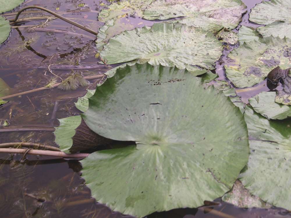 nymphaea