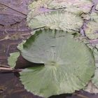 nymphaea