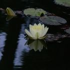 Nymphaea