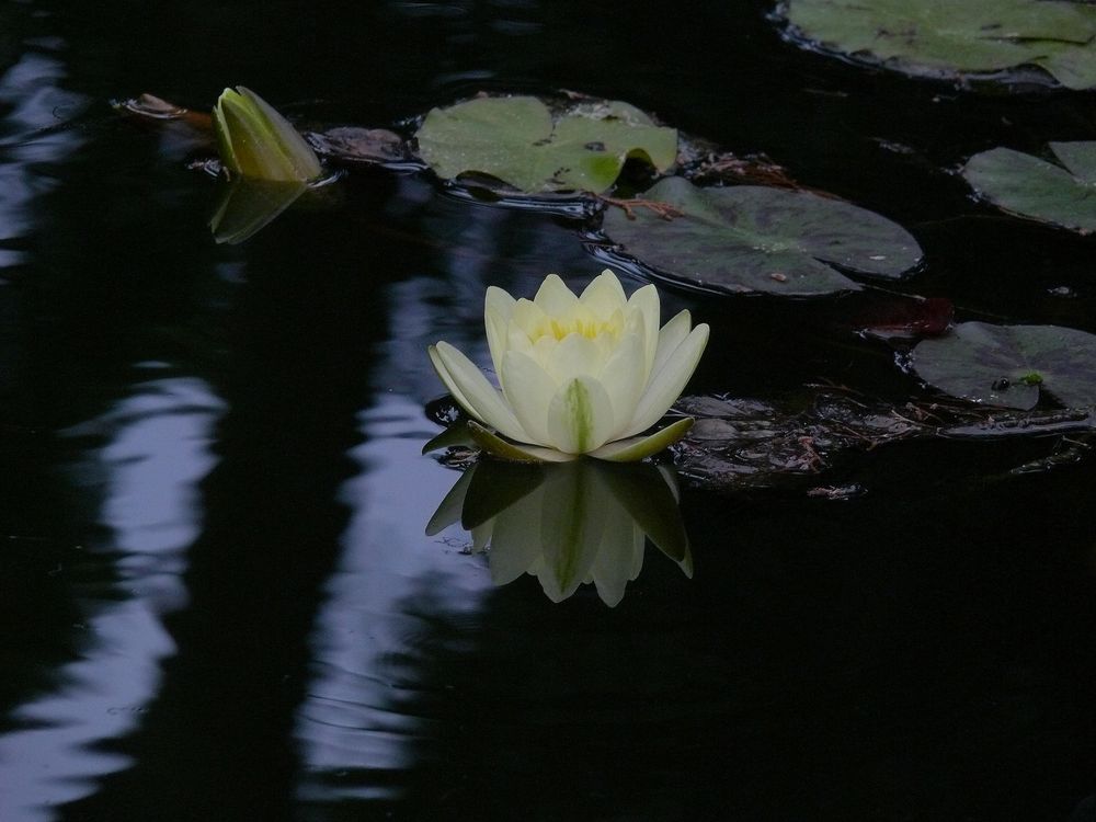 Nymphaea