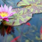 Nymphaea