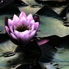 Nymphaea