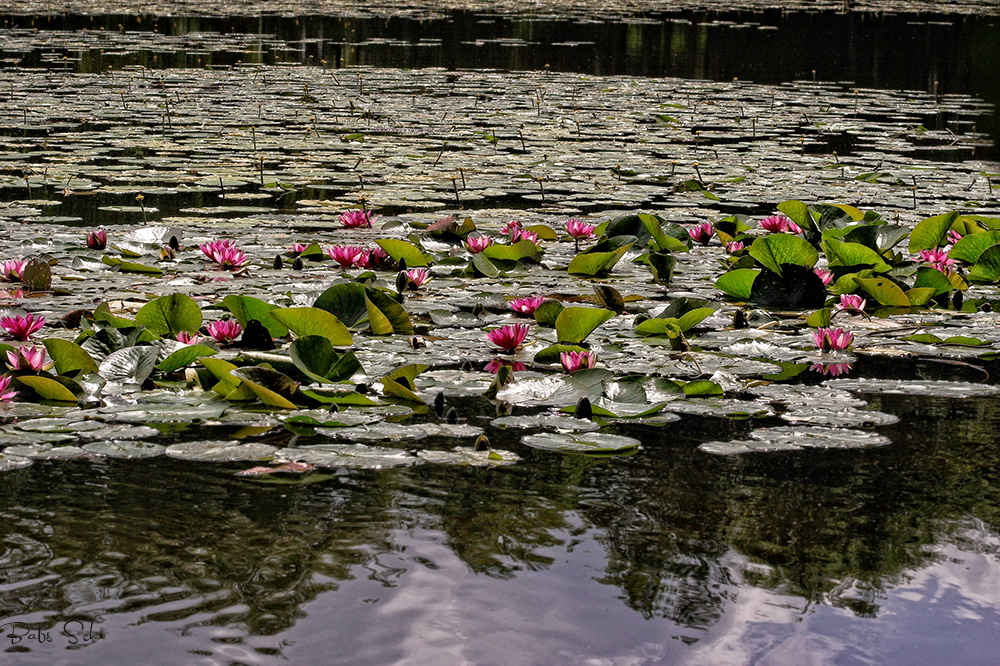 Nymphaea