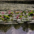 Nymphaea