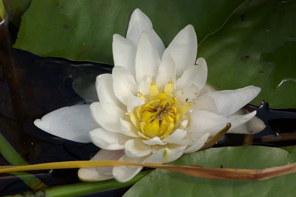 Nymphaea alba