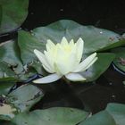 Nymphaea alba