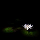 Nymphaea alba