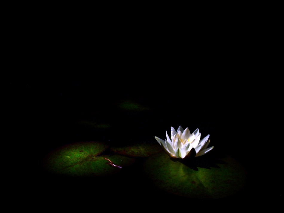 Nymphaea alba