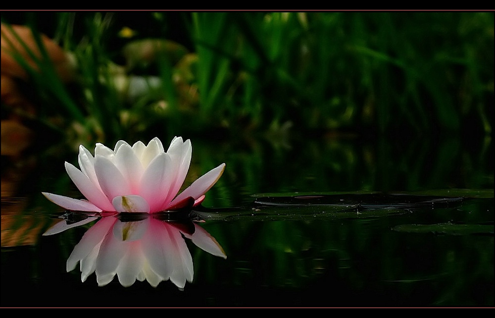 Nymphaea alba