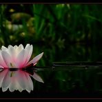 Nymphaea alba