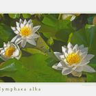 Nymphaea alba