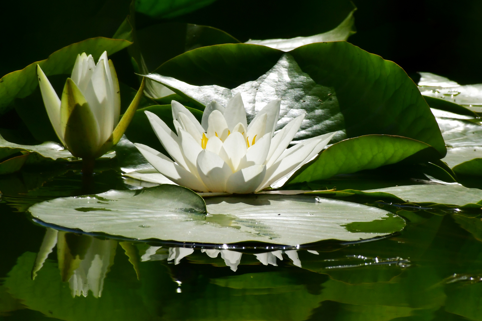 Nymphaea alba