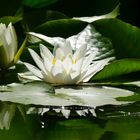 Nymphaea alba