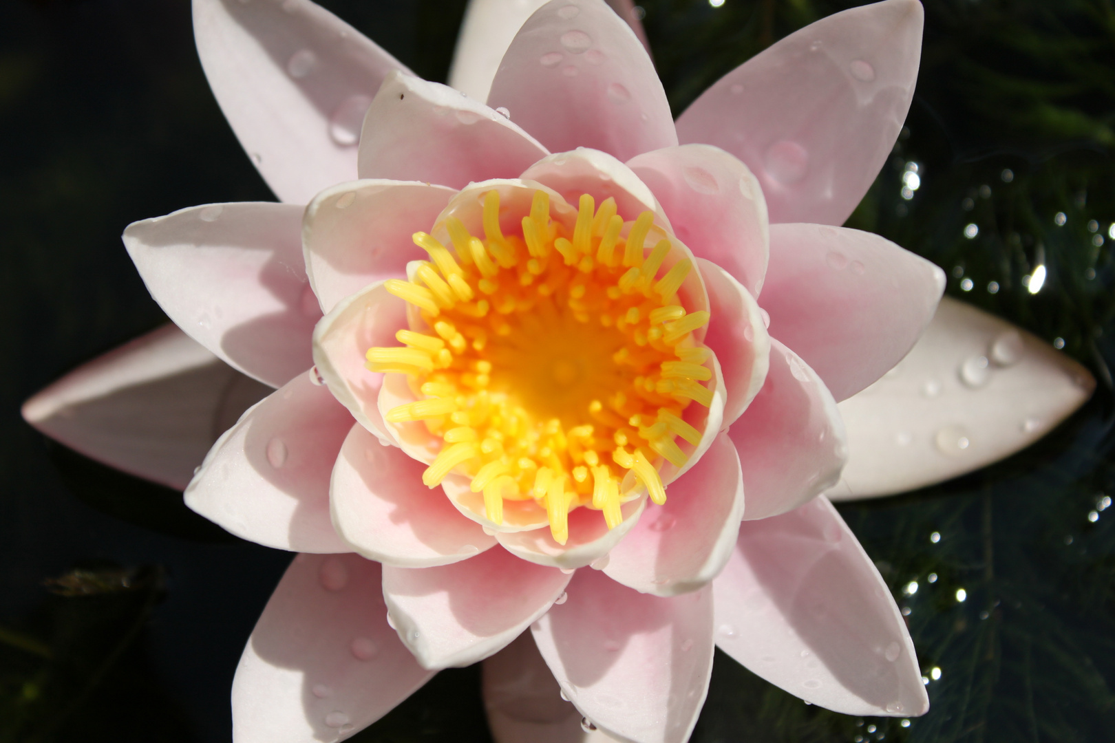 Nymphaea alba