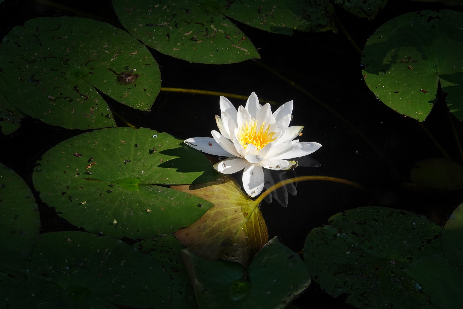 Nymphaea alba