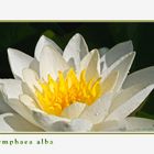 Nymphaea alba im Detail