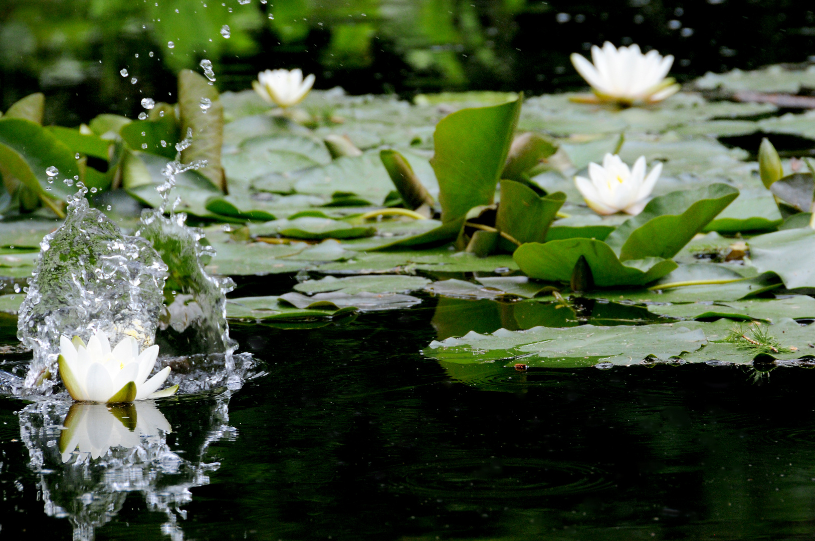 Nymphaea alba - Weiße Seerose