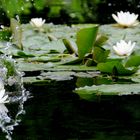 Nymphaea alba - Weiße Seerose