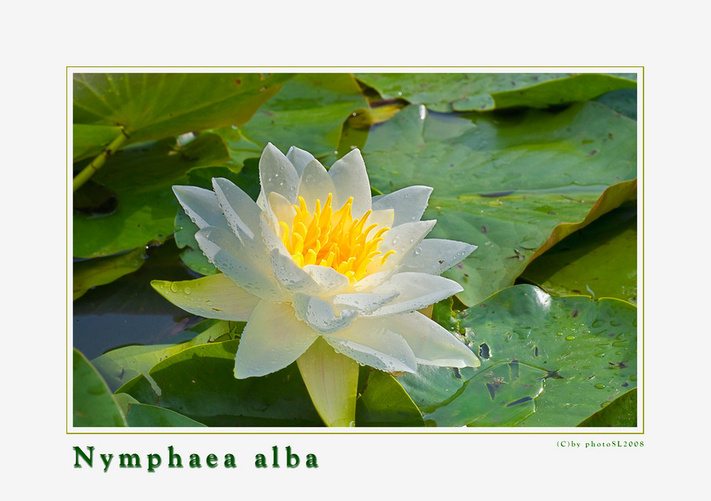 Nymphaea alba_3