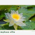 Nymphaea alba_3