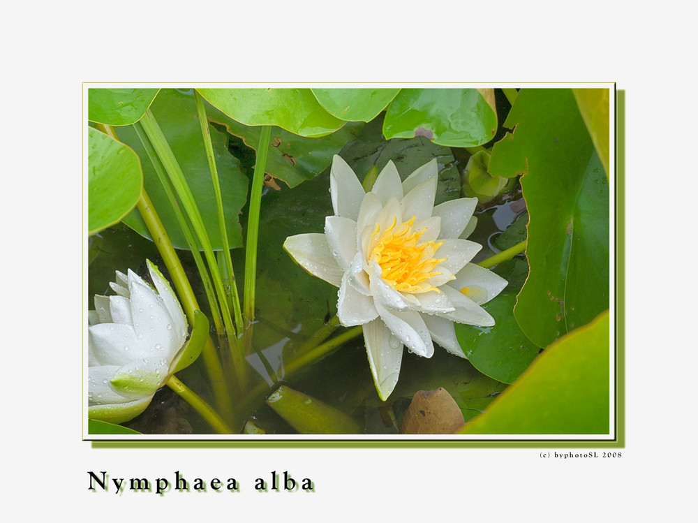 Nymphaea alba_4