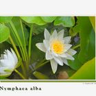Nymphaea alba_4