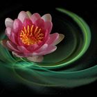 Nymphaea apophysica (c)