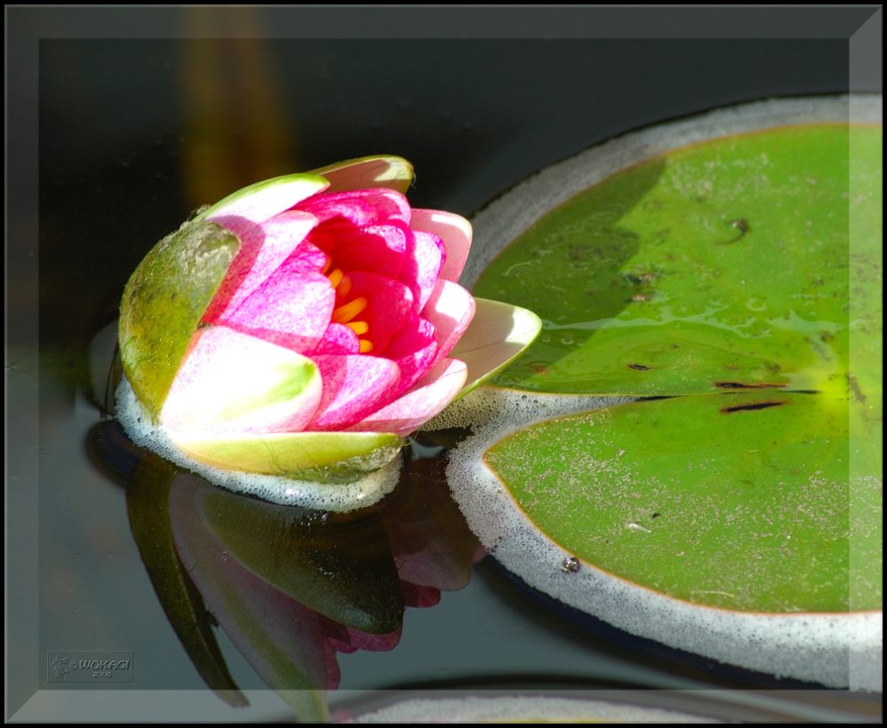 Nymphaea Attraction I