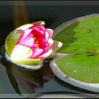 Nymphaea Attraction I