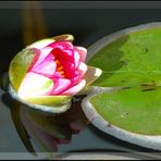 Nymphaea Attraction I