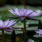 Nymphaea "Bagdad"