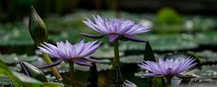 Nymphaea "Bagdad"