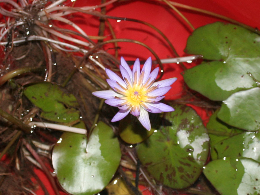 Nymphaea caerulaea