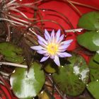 Nymphaea caerulaea