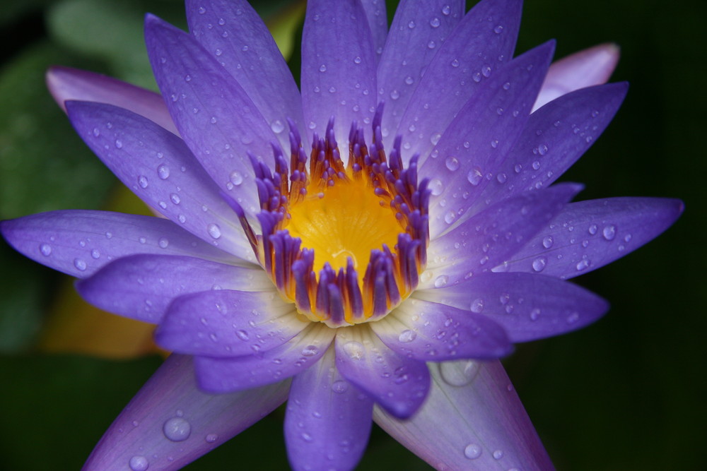 Nymphaea caerulea