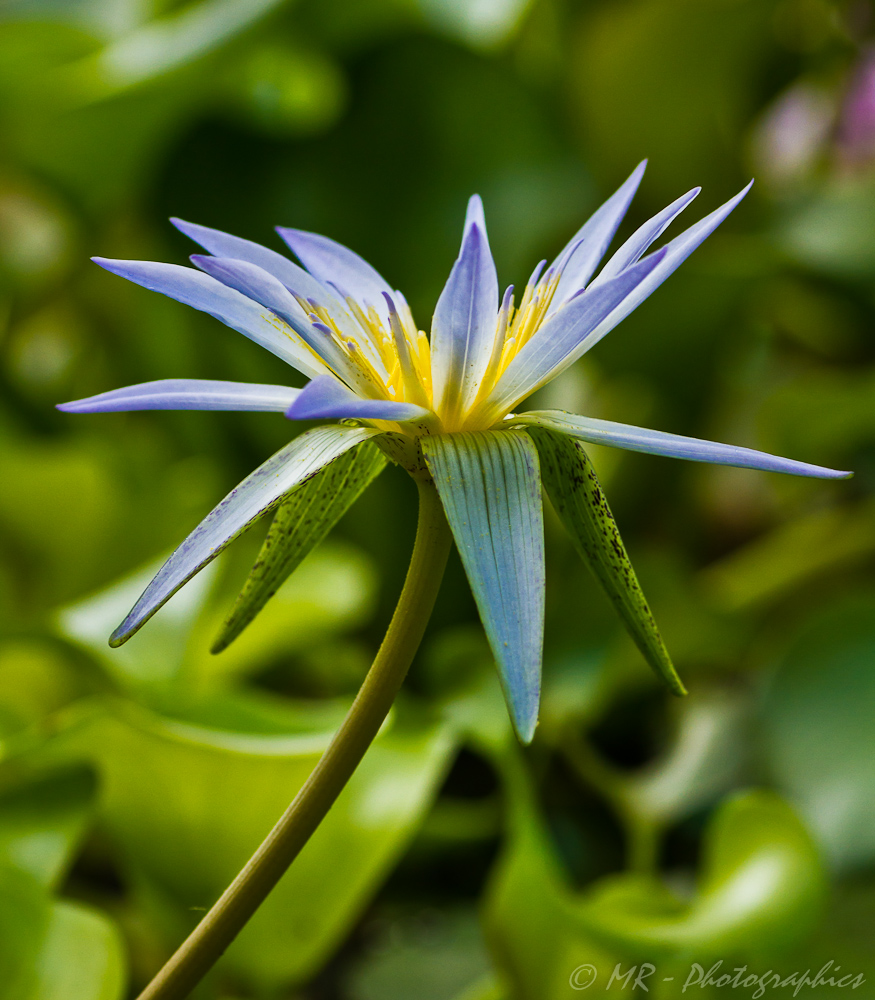 Nymphaea caerulea, Blaue Seerose