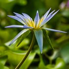 Nymphaea caerulea, Blaue Seerose