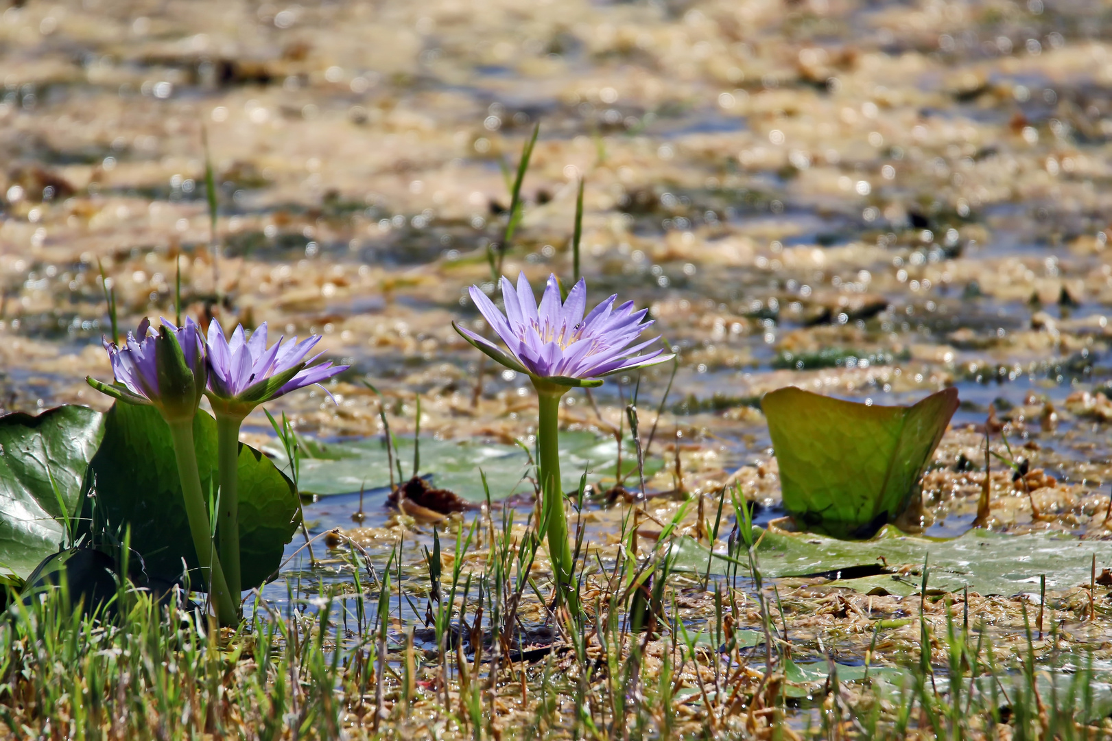 Nymphaea caerulea