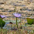 Nymphaea caerulea