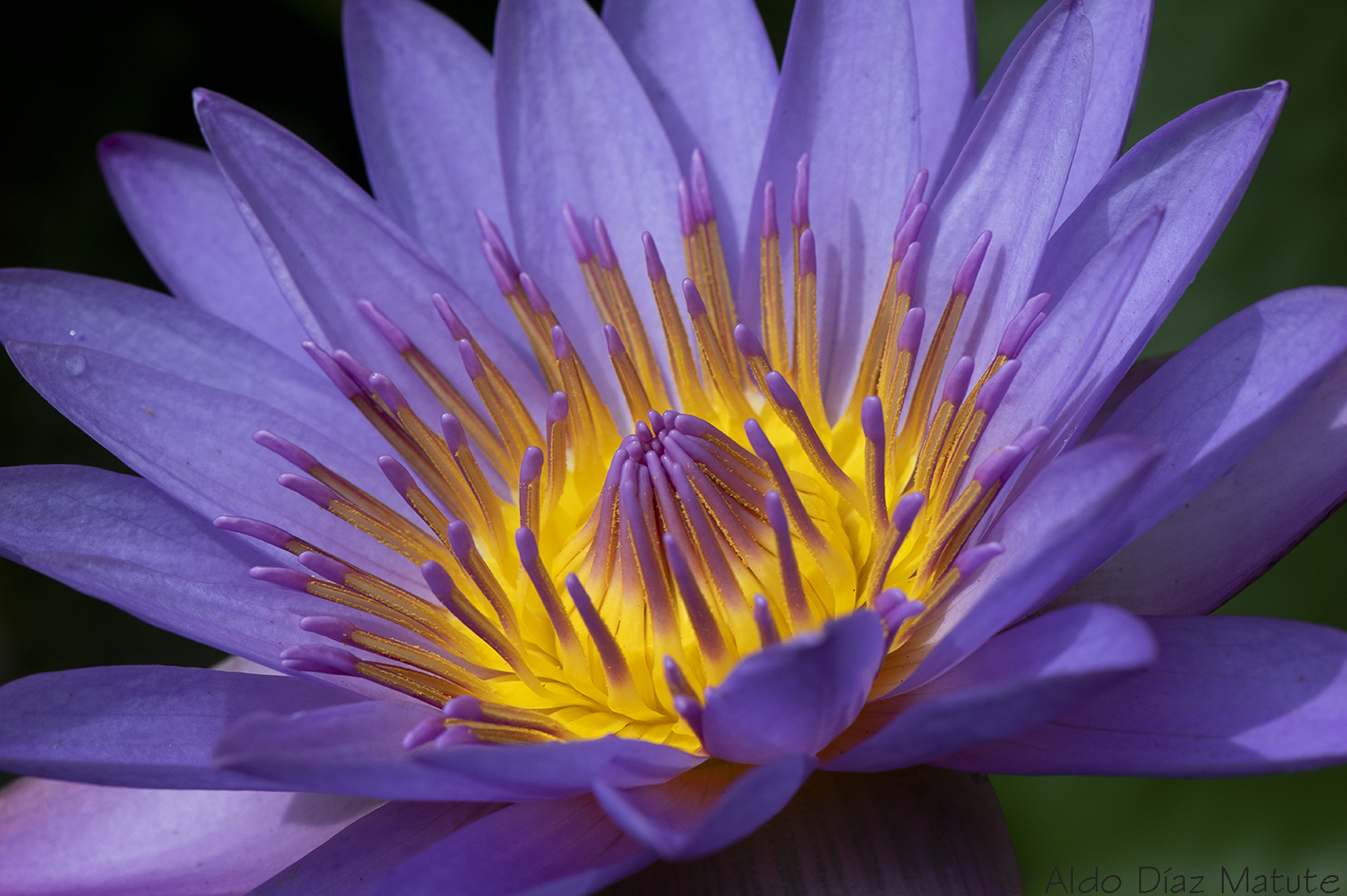 Nymphaea caerulea